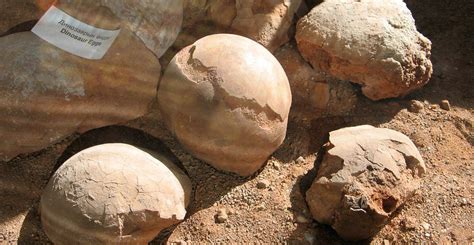 Dinosaur diaries: The first dinosaur eggs were soft | Natural History Museum