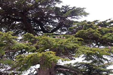 Cedar of Lebanon (BiblePlaces.com) – BiblePlaces.com