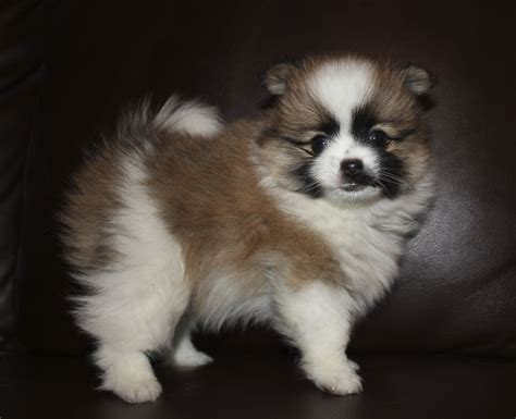 Orange Sable Pomeranian Price - Pets Lovers