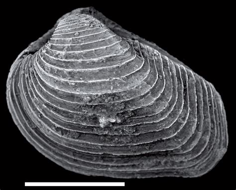 Bivalves - Sam Noble Museum