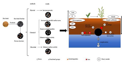 Plants | Free Full-Text | Review on Rice Husk Biochar as an Adsorbent for Soil and Water Remediation