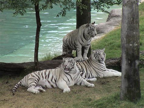 wallpaper zone: White Tigers Free Desktop Wallpaper, White Tigers Zoo Photo, White Tiger with ...