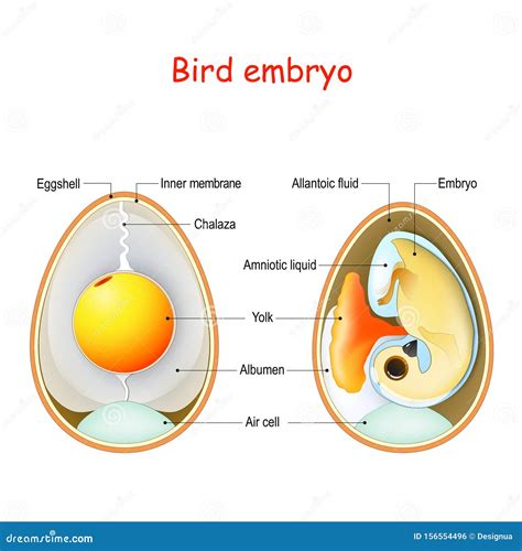 Two Bird Eggs with Embryo and Egg Anatomy. Cross Section Illustration of Inside Egg Stock Vector ...