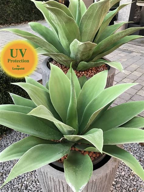 Large Artificial Agave Plant | LeopoldFlora