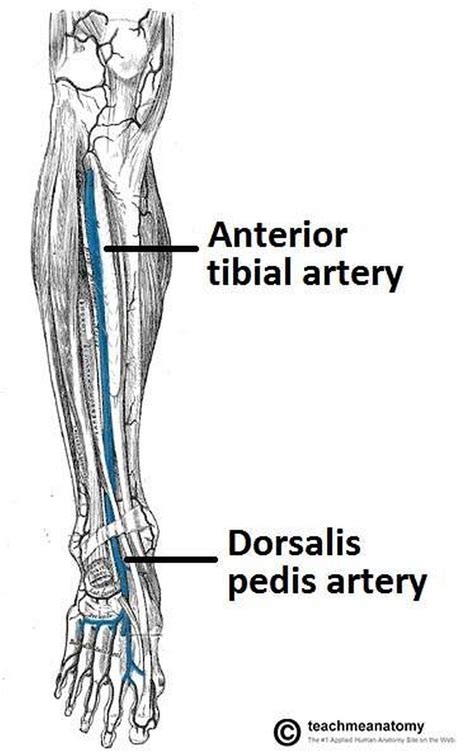 Pictures Of Anterior Tibial ArteryHealthiack