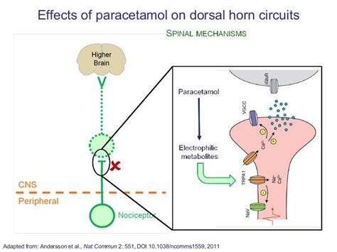 Mechanism of action of analgesics (2012)