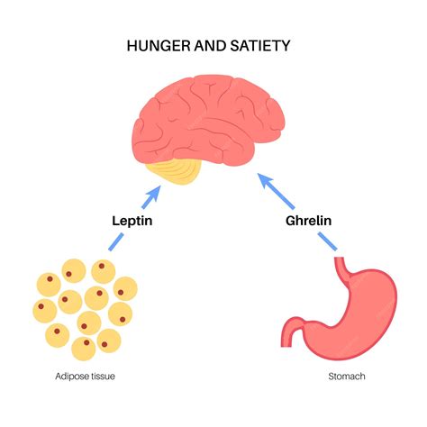 Premium Vector | Appetite and hunger hormones insulin ghrelin incretin ...