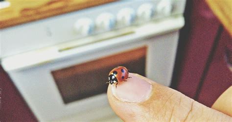 What Happens to Ladybugs in the Winter? Here's Why They're in Your House