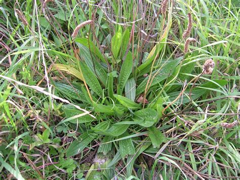 Weed of the Week: Buckhorn Plantain