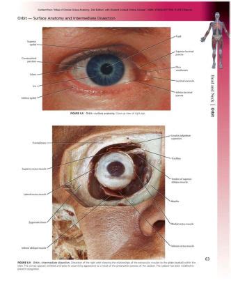 Atlas of Clinical Gross Anatomy: With STUDENT CONSULT Online Access / Edition 2 by Kenneth P ...