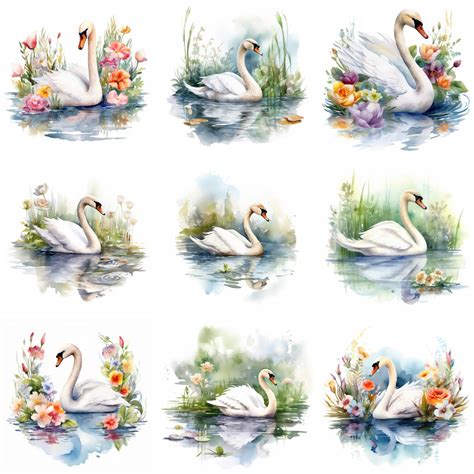 20 Watercolor Swan Clipart PNG Baby Swan Bird Nursery - Etsy