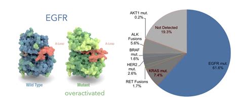 Protein - THE EGFR GENE AND LUNG ADENOCARCINOMA