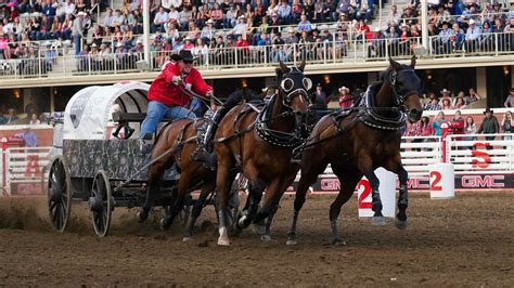 Another horse dies after chuckwagon race at Calgary Stampede - 660 NEWS