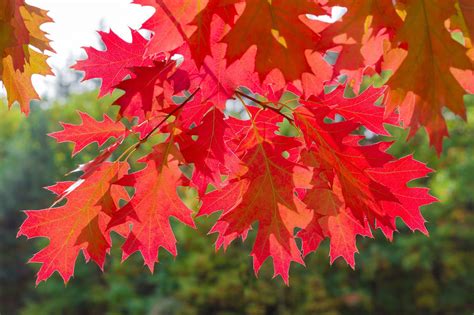 10 Red Oak Trees 1-2ft Tall Quercus Rubra Hedging Plants, Bright Autumn ...