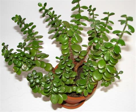 How to Care For and Propagate Jade Plants - Dengarden