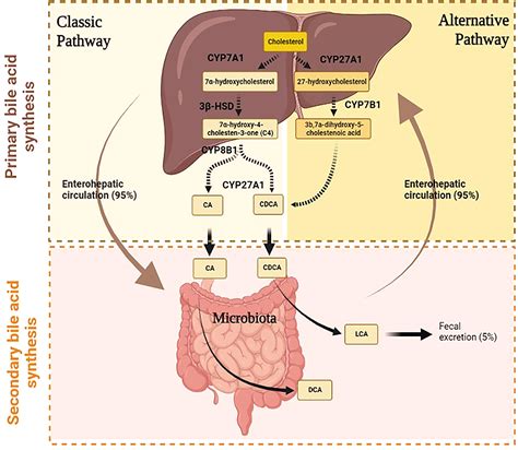 Frontiers | Role of bile acids in overweight and obese children and adolescents