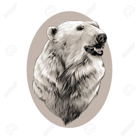 Polar Bear Head Drawing at GetDrawings | Free download