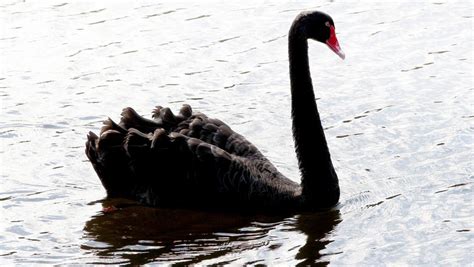 Gold Coast conservation groups threaten to make fight for Black Swan Lake a battle without ...