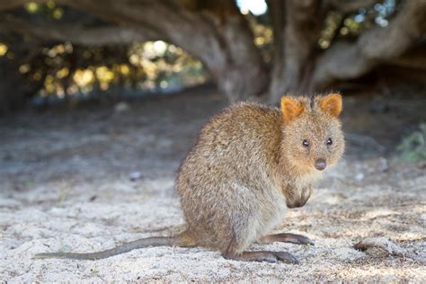 Quokka (Setonix brachyurus) on Rottnest Island Quokka-Rottnest-Island-WA-160918210347003 ...