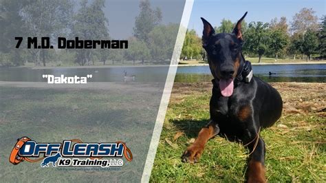 DOBERMAN / DOG TRAINING - YouTube