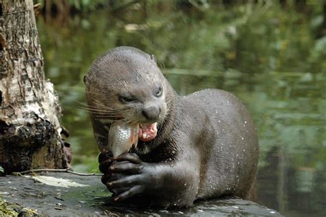 The Diverse Wildlife in Bolivia - Bolivia Hop