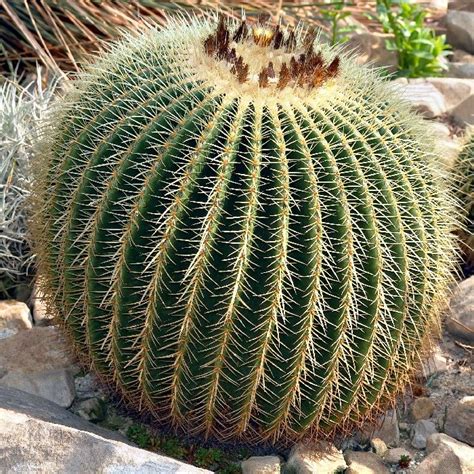 Echinocactus Grusonii Seeds (Golden Barrel Cactus Seeds)