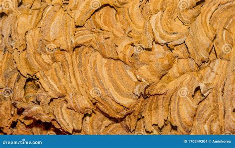 Closeup of Exterior of Hornet Nest Stock Photo - Image of baby, asia ...