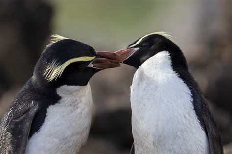 which penguins are most endangered | Penguins International