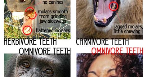 Do Humans Have Vegetarian or Omnivore Teeth? http://winging-it.me/2012/08/09/vegetarian-omnivore ...