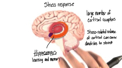 Stress On the Brain 05/13/18