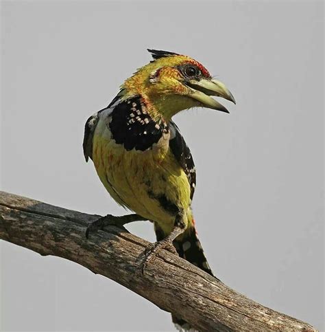 South African Woodpecker