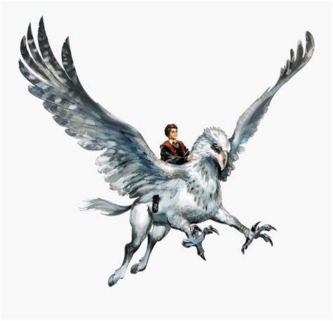 Harry Potter Buckbeak Drawing , Free Transparent Clipart - ClipartKey