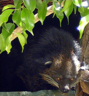 Binturong | The Animal Facts