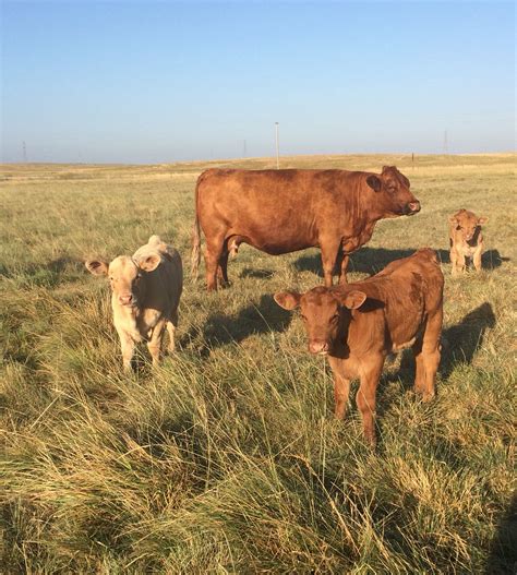 Red angus x calves | Ranch life, Beef cattle, Animals