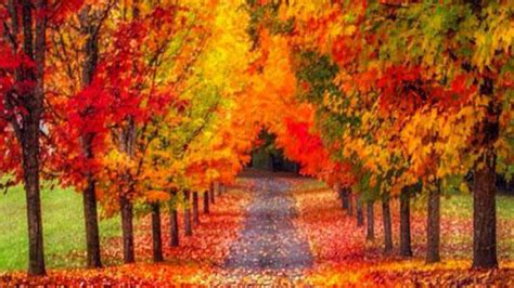 Feuilles sur le chemin entre les arbres automne colorés Nature HD ...