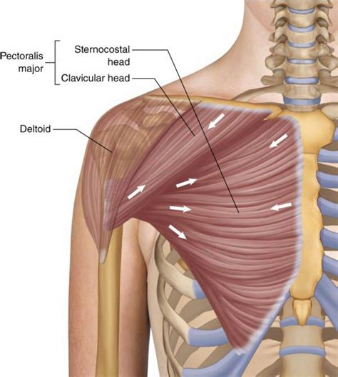 Buffalo Bills injury analysis: Matt Milano’s pectoral injury - Buffalo Rumblings