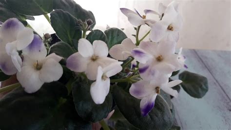 طريقة رعاية | نبات البنفسج الأفريقي في المنزل | African violet - YouTube