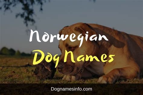 【200+】Top Norwegian Dog Names & Meanings 2023