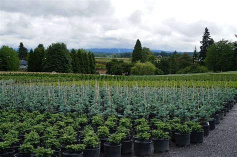 Iseli Nursery's 500 acres of conifers | Karl Gercens | Flickr