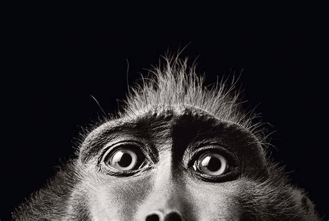 Tim Flach: Expressive animal portraits go on show at Retina Photography Festival in Edinburgh