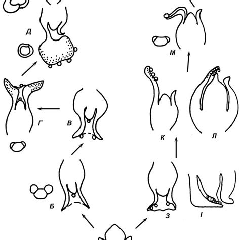 Schematic presentation of the male gametophyte development in ...