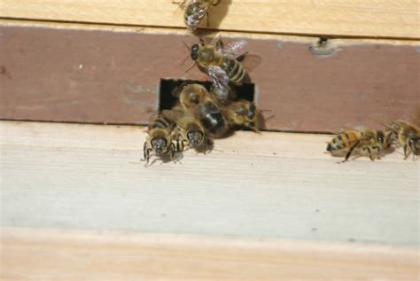 I'll Bee Seeing You: Keeping the Hive Alive