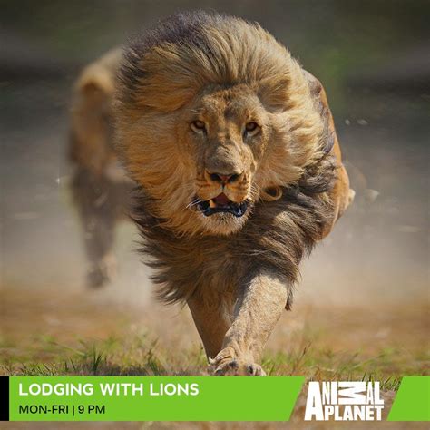 Animal Planet India on Twitter: "Find out how lions hunt their prey and ...