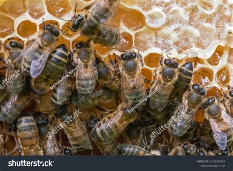 Group Buckfast Honey Bees Making Capping Stock Photo 2158344557 ...