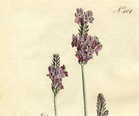 Free Lavender Botanical Print - The Graphics Fairy