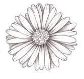 black and gray gerbera daisy tattoo. Not this big or this location but ...