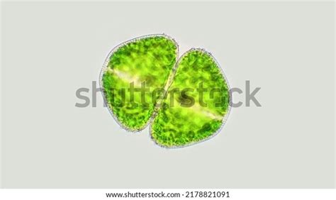 Green Algae Genus Cosmarium Species Probably Stock Photo 2178821091 | Shutterstock