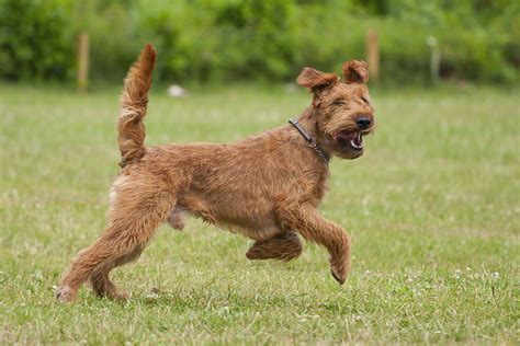 Irish Terrier: Dog Breed Characteristics & Care