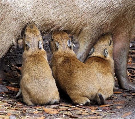 Trio of Capybara Babies Born at Brevard Zoo - ZooBorns