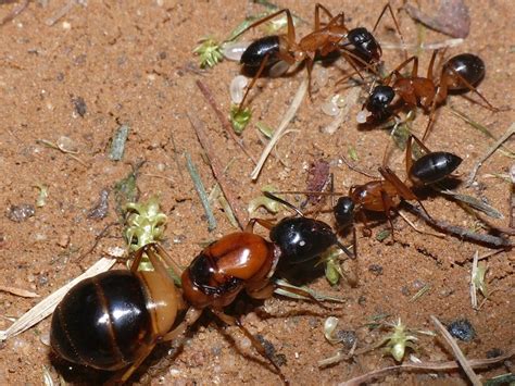 ANTSTORE - Ameisenshop - Ameisen kaufen - Camponotus consobrinus